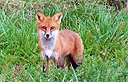 Fox Adult