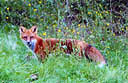 Fox Adult